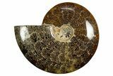 Polished, Agatized Ammonite (Cleoniceras) - Madagascar #327682-1